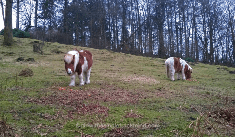 Shetland ponies at Grizedale